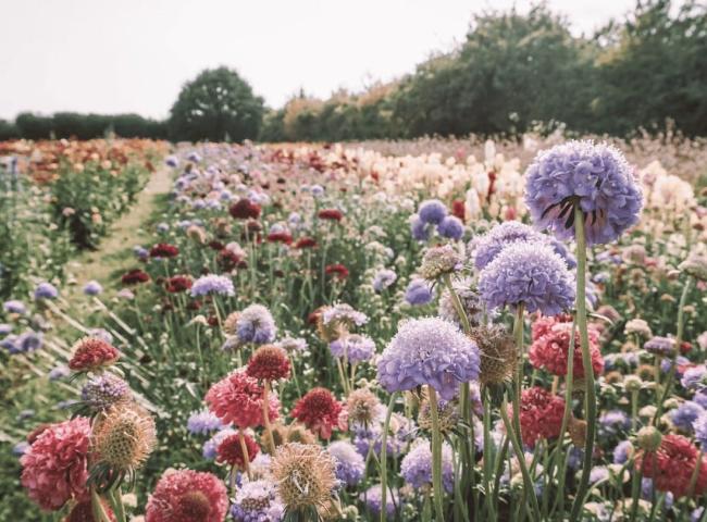 STARTDAG © Lilly carreras via Getty Images