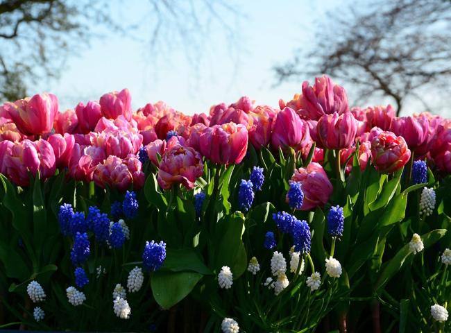 PRAATCAFE © 49pauly