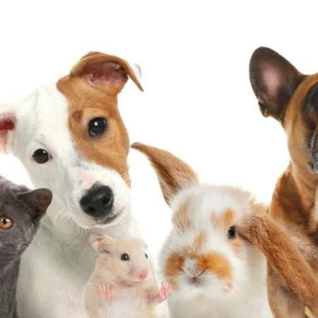 dieren