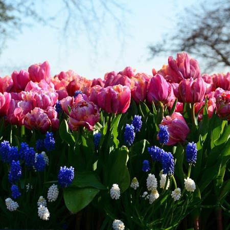 Bloemschikken © 49pauly Bloemschikken © 49pauly