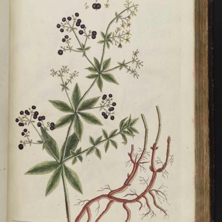 Valleien vertellen: de Gete vertelt © E. Blackwell, A curious herbal, deel 2 (1739), plaat 326.